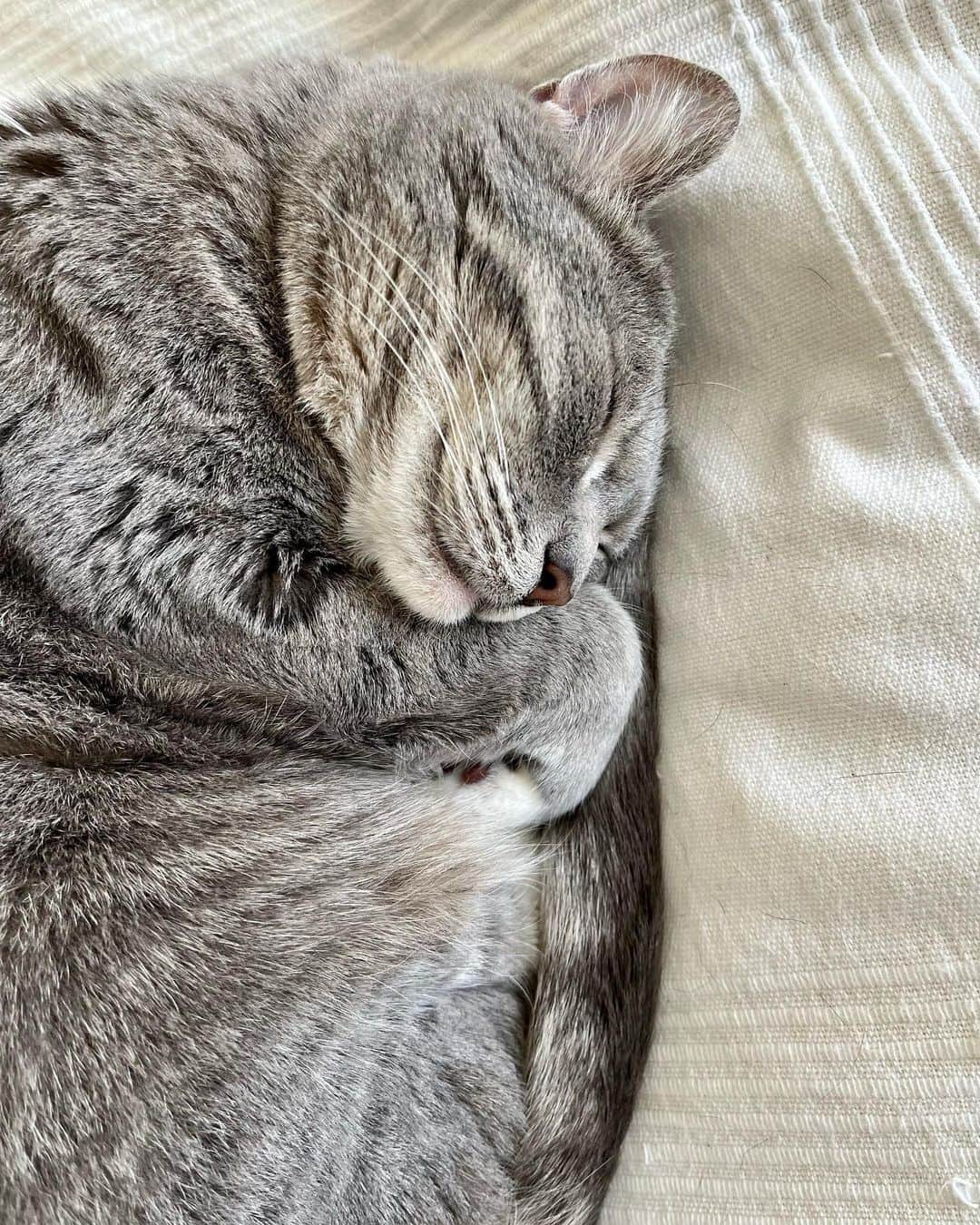高見恭子さんのインスタグラム写真 - (高見恭子Instagram)「たくさん夢みようその全てが叶うように。  #cat#catstagram  #catlover #catphoto  #americancurl  #catlife #猫と犬のいる暮らし  #アンモニャイト #猫愛」5月23日 13時41分 - takami_kyoko