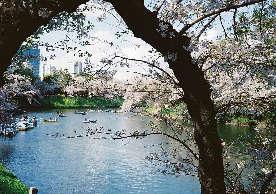 田中裕介さんのインスタグラム写真 - (田中裕介Instagram)「いつかの桜景。」5月23日 13時44分 - tnkusk