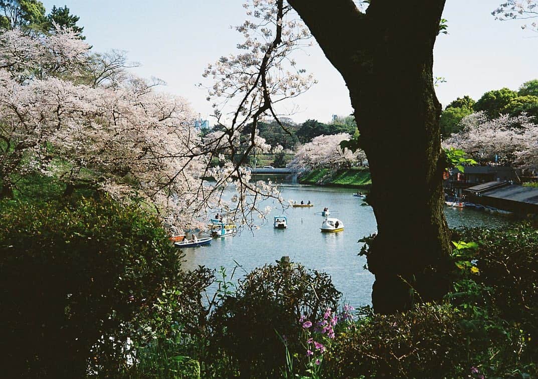 田中裕介さんのインスタグラム写真 - (田中裕介Instagram)「いつかの桜景。」5月23日 13時44分 - tnkusk