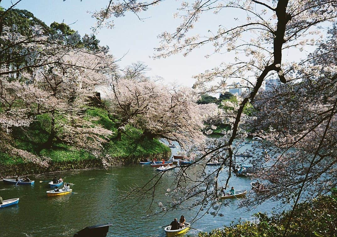 田中裕介のインスタグラム：「いつかの桜景。」