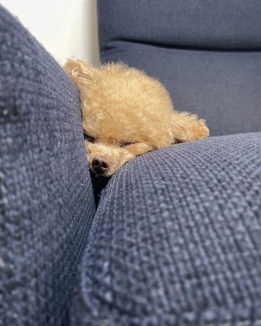のインスタグラム：「最強寝顔。ぶちゃいくね〜  最強寝顔写真集出版したい…笑  #toypoodle#toypoodlegram#dogsofinstagram#instadog#doglover#doglife#cutedog#sleepydog#dog#fuwamama#ふわもこのふわ#ふわ#トイプードル#ふわもこ部#犬バカ部#親バカ部#犬のいる暮らし#いぬすたぐらむ#最強寝顔」