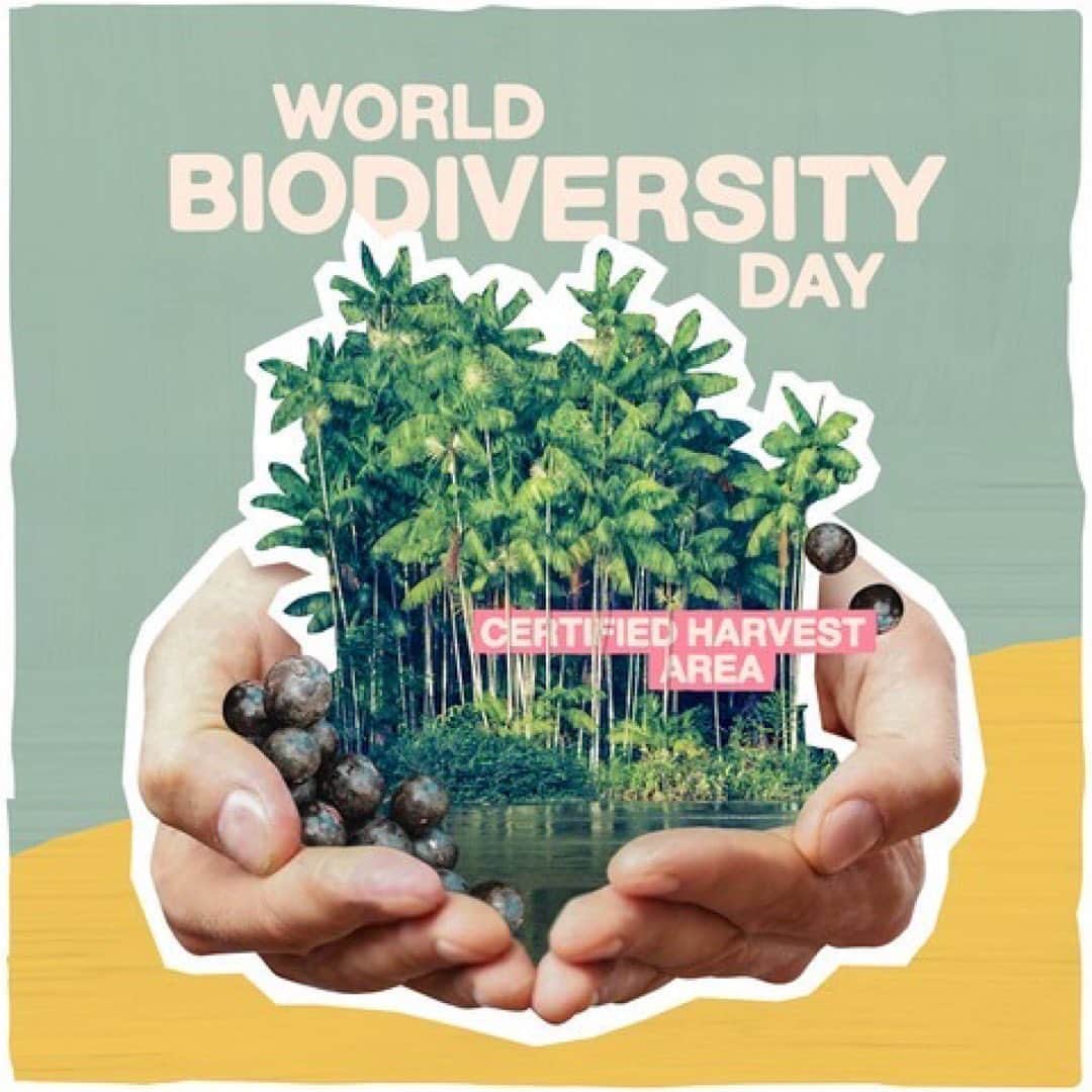 のインスタグラム：「世界生物多様性の日はご存知ですか？🌴  国連が生物多様性の問題に関する普及と啓発を目的として定めた国際デーです。 1992年５月22日に生物多様性条約の本文が生物多様性条約交渉会議において採択されたため、毎年５月22日を国際生物多様性の日としています。  熱帯雨林に根ざした企業として、私たちはアマゾンに存在する種の保護に深い関心を寄せています。研究者は、サンバルゾンの収穫地を対象とした調査で生物多様性を測定し、その結果は、アサイーの持続可能な認証収穫がアマゾン熱帯雨林に大きな利益をもたらすことができることを示すものでした。これらの地域で繁栄している驚くべき樹種については、バイオのリンクから詳細をお読みください！  #SAMBAZON #世界生物多様性の日 #アマゾン熱帯雨林 #FairTrade」