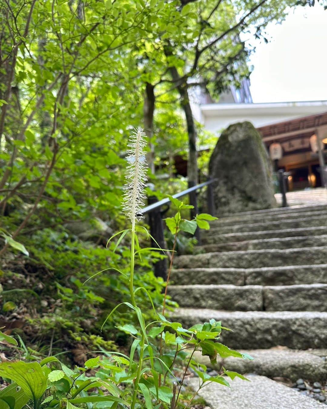 湯の山温泉 寿亭|Ryokan KOTOBUKITEIのインスタグラム：「こんにちは🌱  寿亭中庭のシライトソウが見頃です♪ 花言葉「ゆっくりとした時間の流れ」  5階中庭にはユキノシタがたくさん💐 花言葉「深い愛情」  どちらのお花も寿亭で過ごされるお客様にピッタリな花言葉ですよね❁⃘*.ﾟ  散策の際に、見つけてみてください♪  #旅館寿亭 #寿亭 #湯の山温泉 #三重旅館 #三重旅行 #庭園」