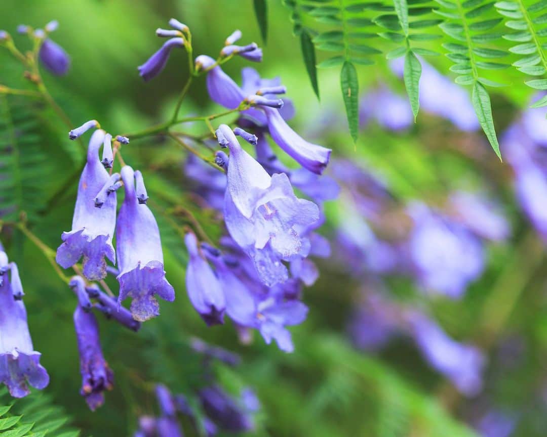 九州電力さんのインスタグラム写真 - (九州電力Instagram)「絶景！幻想的な紫雲木ジャカランダの森🌿 . ジャカランダの森は、宮崎県日南市の道の駅なんごうの裏山に広がる日本唯一の群生林で、およそ1,000本のジャカランダを観賞することが出来ます✨ . 世界三大花木のひとつであるジャカランダは、温かな気候を好む木で梅雨の時期である5月下旬～6月中旬頃のおよそ1ヶ月間しか見ることの出来ない、とても貴重な植物です🌿 . 夜になるとライトアップされるため、日中とは変わった素敵な景色を1日で堪能することが出来ますよ✨ . ※写真提供：公益財団法人宮崎県観光協会 ※写真は過去に撮影されたものです。 . お届けする九州の風景が、皆様の元気や癒しになれば幸いです🍀 . #九州電力 #宮崎 #日南 #南郷町 #道の駅なんごう #道の駅南郷 #ジャカランダ #ジャカランダの森 #世界三大花木」5月23日 17時00分 - kyuden_official