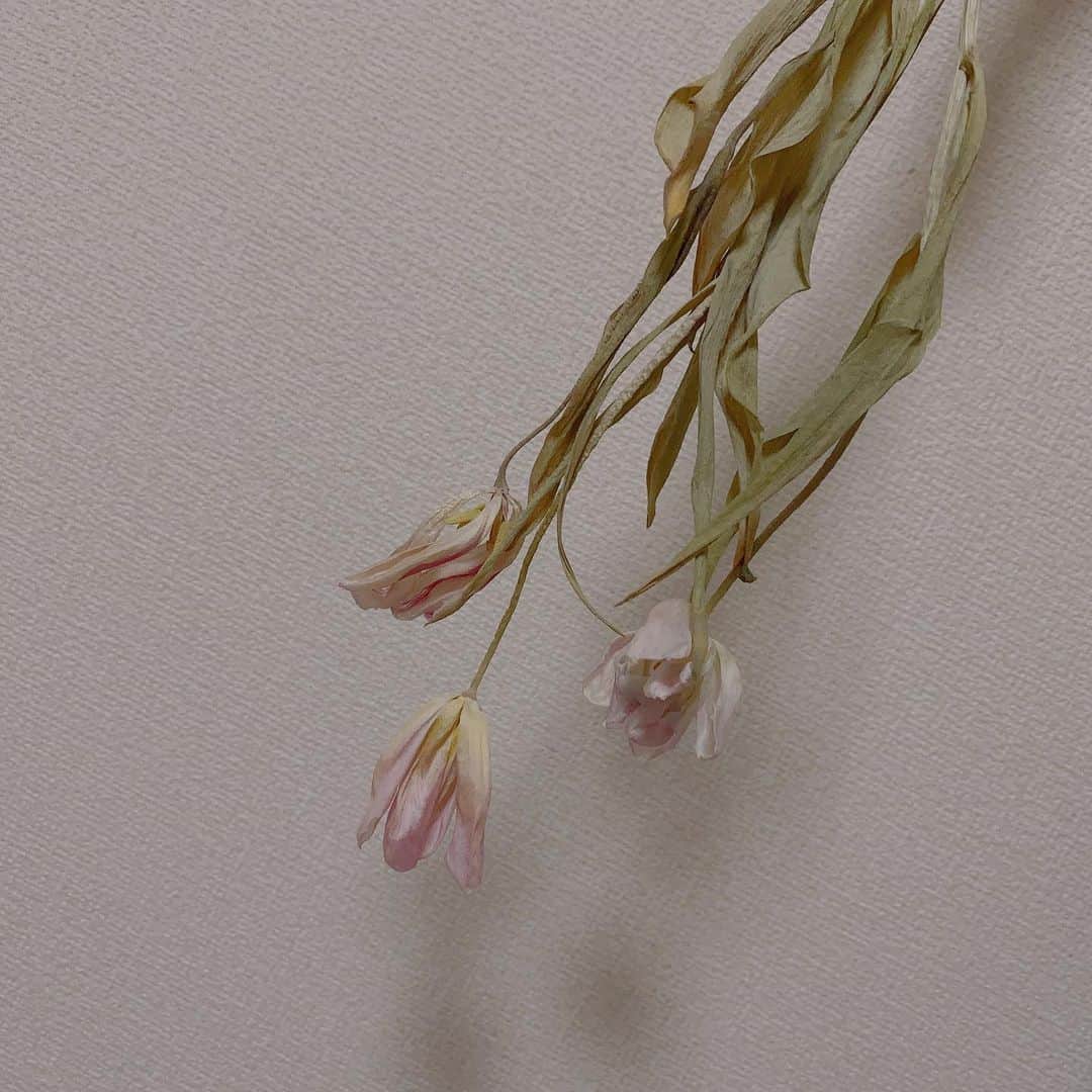 糸原沙也加さんのインスタグラム写真 - (糸原沙也加Instagram)「🚰お花を、しばらくつるしていました。それからすぐに家を空けてしまったので2ヶ月弱、そのままだったのですが それはそれでなんだか惹きつけられる状態でいてくれました‪☺︎ ̖́-‬  一番新鮮な時だけが美しい、なんてことはなくて🌬️ どれだけ、どう時間が経っても、その時その時の美しさ、かっこよさをもっていること、素敵だなと思いました🍂 自分もそうなれますように🍂  .  #花 #ドライフラワー と言えるのかはわからない」5月24日 0時38分 - sayaka_itohara