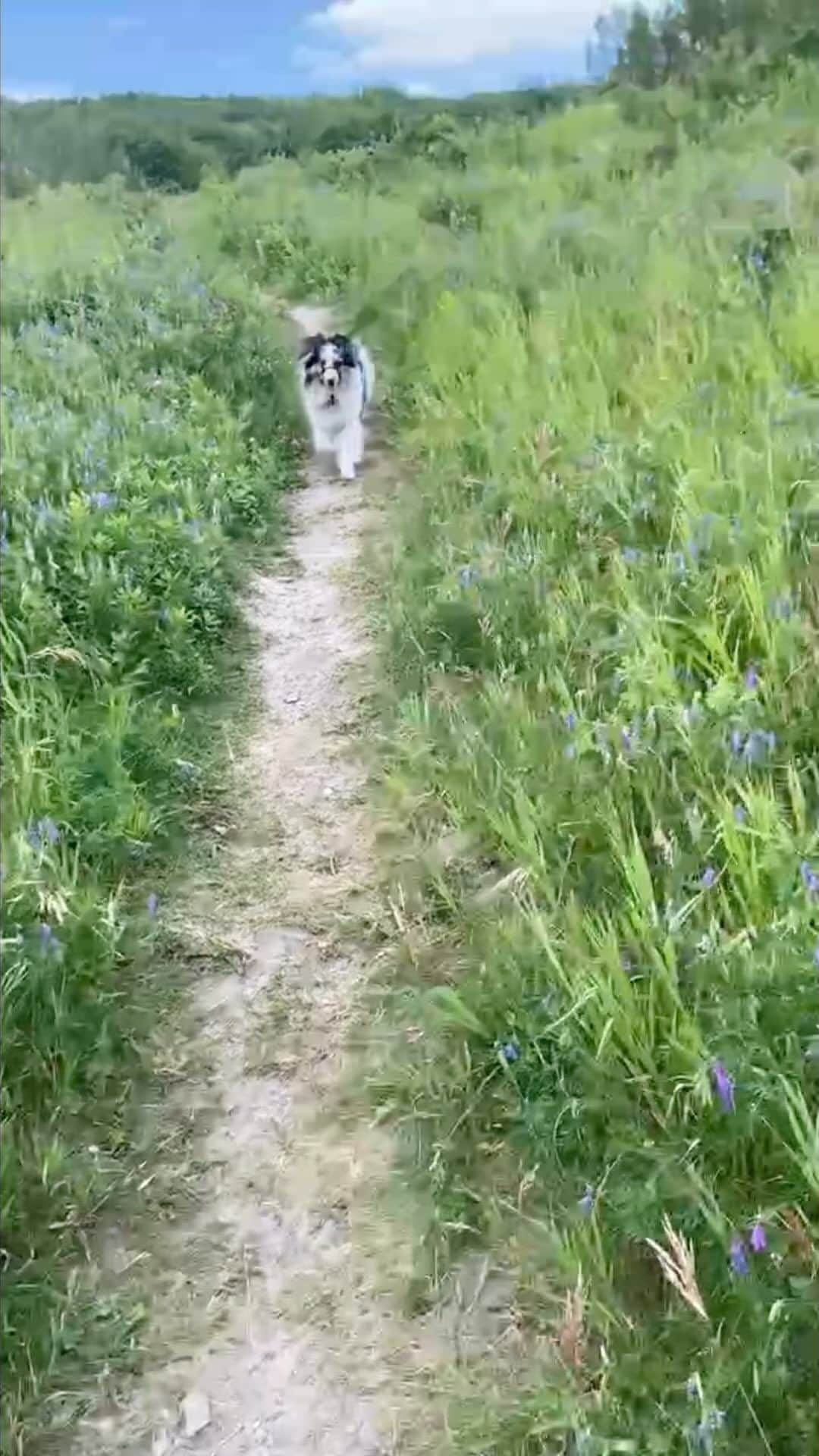 ナターシャ・ピュリッチのインスタグラム：「Excited for another summer of memories with my little guy💜   #girlsbestfriend🐶 #alberta #yycdogs #sheltiesofinstagram」