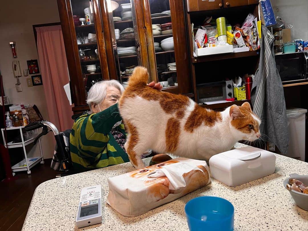 Kachimo Yoshimatsuさんのインスタグラム写真 - (Kachimo YoshimatsuInstagram)「バーバちゃんに腰ポンしてもらった。  #うちの猫ら #猫 #ねこ #ニャンスタグラム #バーバ #バーバと猫 #oinari #にゃんすたぐらむ #ねこのきもち #cat #ネコ #catstagram #ネコ部 http://kachimo.exblog.jp」5月24日 1時05分 - kachimo