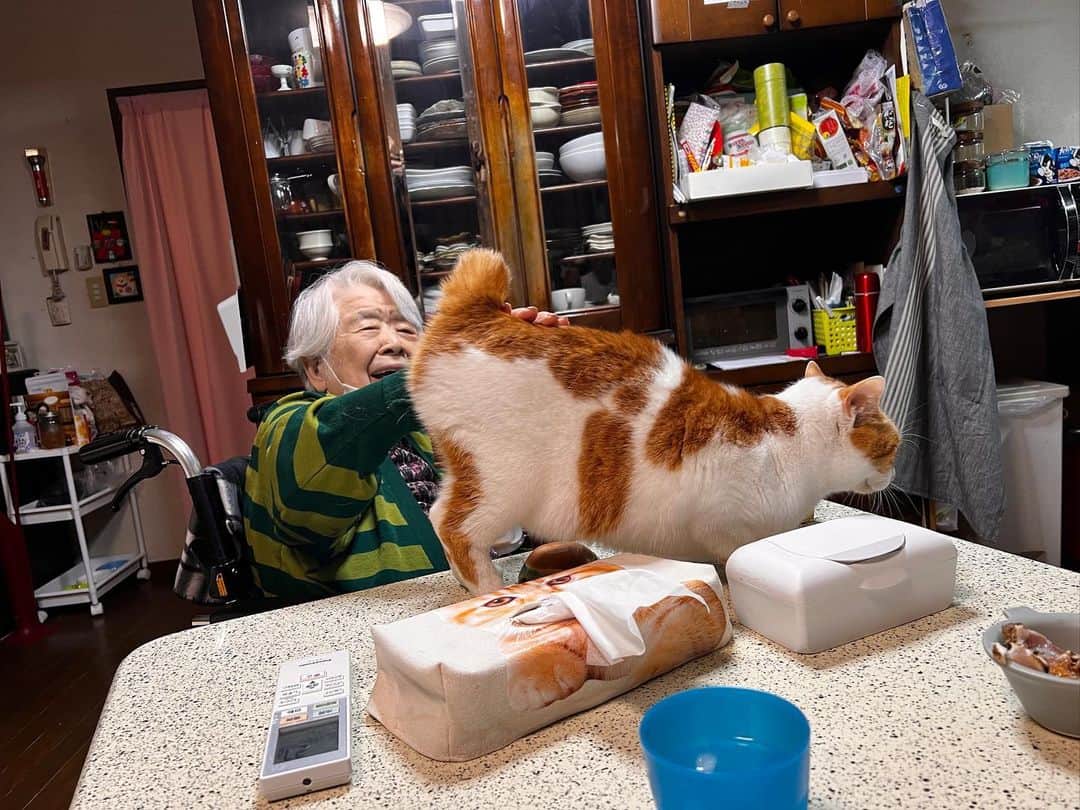 Kachimo Yoshimatsuさんのインスタグラム写真 - (Kachimo YoshimatsuInstagram)「バーバちゃんに腰ポンしてもらった。  #うちの猫ら #猫 #ねこ #ニャンスタグラム #バーバ #バーバと猫 #oinari #にゃんすたぐらむ #ねこのきもち #cat #ネコ #catstagram #ネコ部 http://kachimo.exblog.jp」5月24日 1時05分 - kachimo