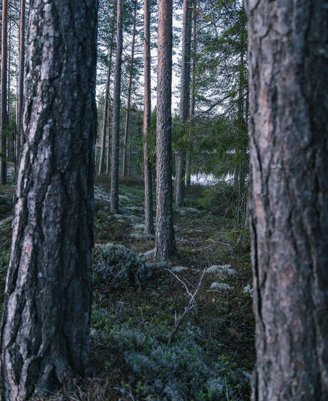 フィンランド政府観光局のインスタグラム：「森🌳🌳🌳 フィンランドの陸地の75%以上が森に覆われています。心癒される場所です。💚 ． 📸 @hobosapienskimohman Kiitos! 🙏  #visitfinland #ourfinland #visitfinlandjp #finland #北欧旅行 #travelgram #フィンランド #フィンランド政府観光局 #北欧 #travel #instatravel #travel #travelgram #travelling #traveler #旅したくなるフォト #旅行 #旅 #海外旅行 #travelphotography  #旅行大好き #旅行好き #旅スタグラム #旅好き #ヨーロッパ旅行 #旅に出たい #トラベル #森」