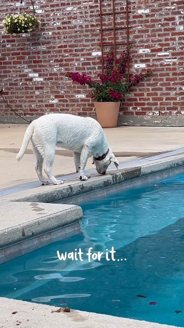 World of Labradors!のインスタグラム：「Life’s too short to be normal. Get ready to witness the unconventional pool entrance of Maggie! Who needs the usual way when you can flip your way in? 💦 - @nashthewhitelab」