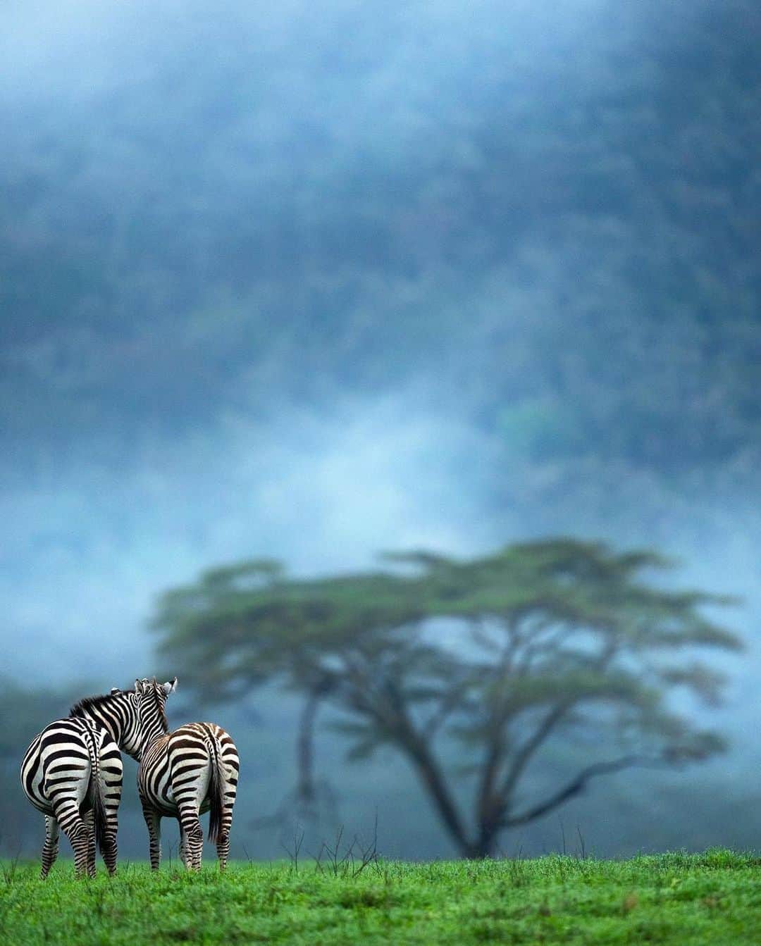 Discover Earthさんのインスタグラム写真 - (Discover EarthInstagram)「A blend of warmth and coolness on a foggy morning in the heart of the Kenyan savannah 🦒🤍  📍 Between Lake Nakuru & Masai Mara, Kenya  🇰🇪 #DiscoverKenya with @varun.aditya」5月24日 1時37分 - discoverearth