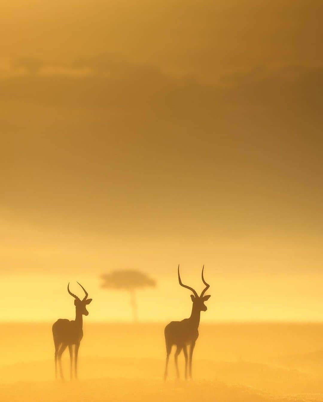 Discover Earthさんのインスタグラム写真 - (Discover EarthInstagram)「A blend of warmth and coolness on a foggy morning in the heart of the Kenyan savannah 🦒🤍  📍 Between Lake Nakuru & Masai Mara, Kenya  🇰🇪 #DiscoverKenya with @varun.aditya」5月24日 1時37分 - discoverearth