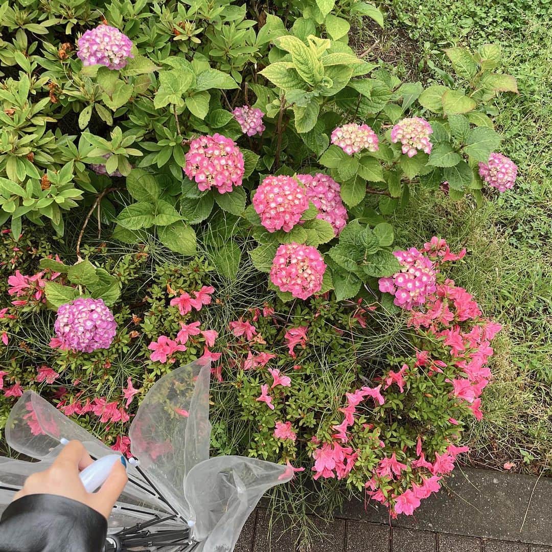 白河れいさんのインスタグラム写真 - (白河れいInstagram)「5月に見つけたお花たちです🌼 美しくて、心が温まって、思わず写真を撮っちゃいます☺︎☺︎☺︎」5月23日 17時15分 - rayshirakawa