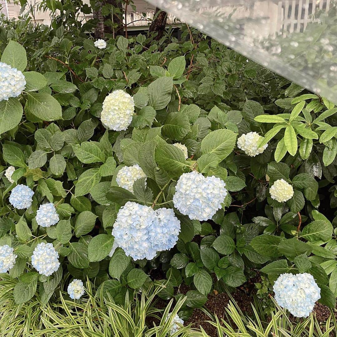 白河れいさんのインスタグラム写真 - (白河れいInstagram)「5月に見つけたお花たちです🌼 美しくて、心が温まって、思わず写真を撮っちゃいます☺︎☺︎☺︎」5月23日 17時15分 - rayshirakawa