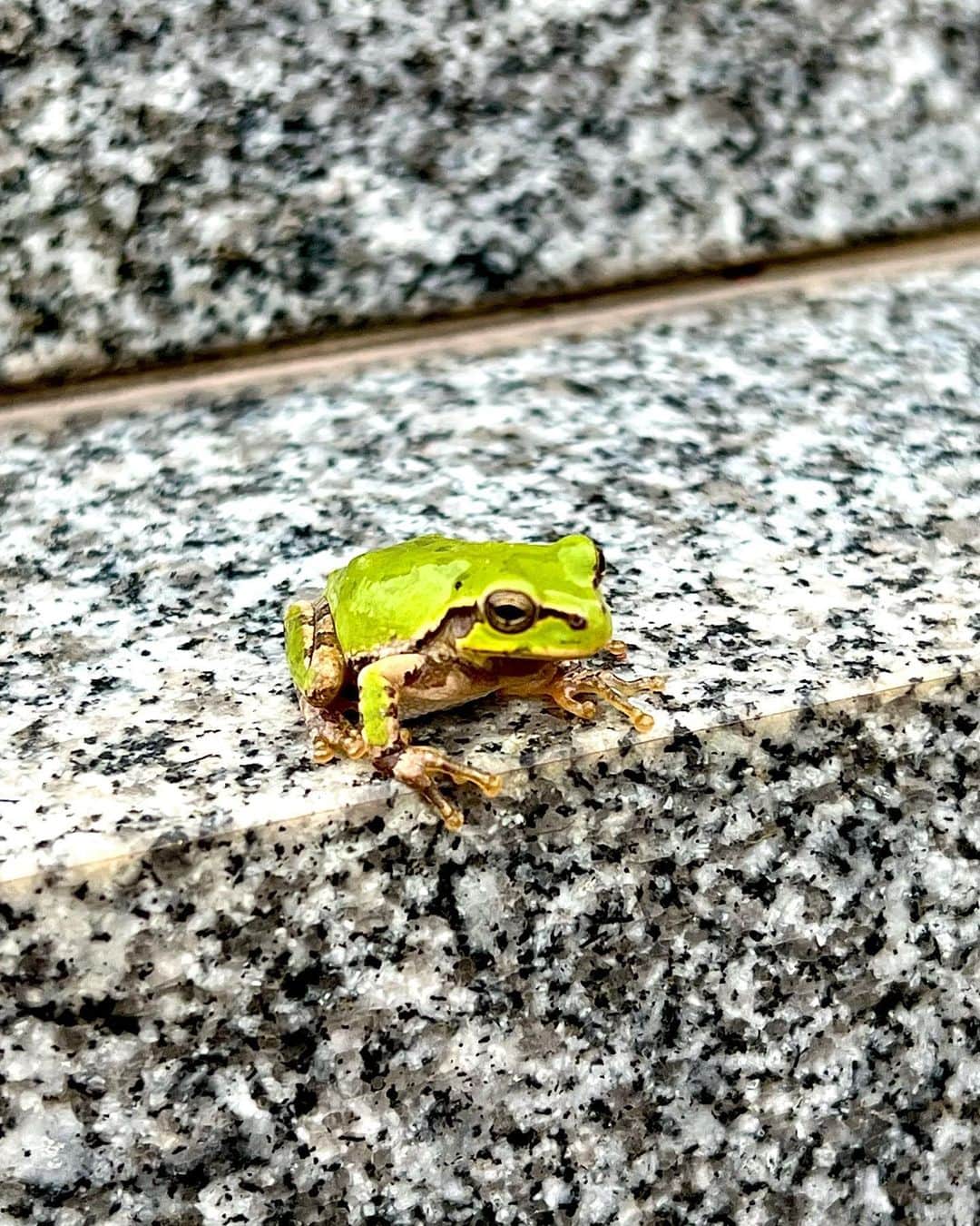 世良公則のインスタグラム：「・・・・・・  本日、父の命日  先日の墓掃除の折  アマガエル発見  ちゃっかり水浴び💦参加  睨みを利かせて墓石に居坐る  I went to visit my father's grave the other day.  and I found a little frog there. ・・・・・・ #世良公則 #masanorisera #japaneseartist #japaneseculture #Japanesestylegrave #墓参り #アマガエル」