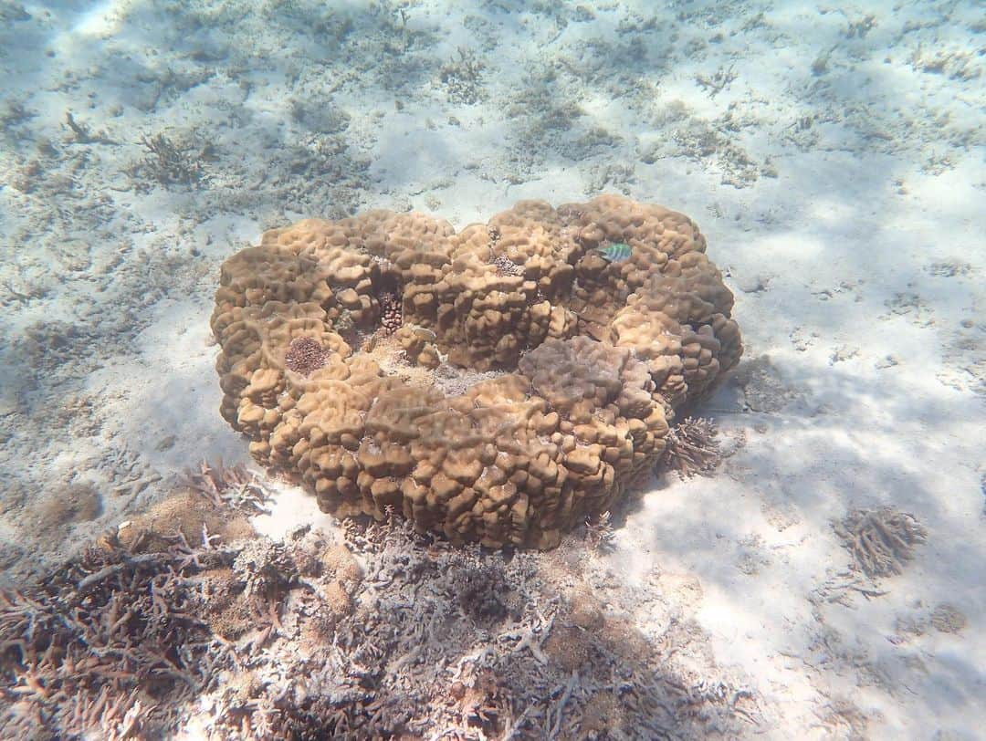 IMALUさんのインスタグラム写真 - (IMALUInstagram)「#用安海岸 の皆様です。ごく一部ですがみんなにシェア🐠🐡✨  サンゴは去年の夏の暑さでさらに悪化してしまったようです...😢  自然を守るには私に何ができるだろう...。可愛い住人達の為にも考えようー。  最後の長老のドアップ。ビックリしないでね🐢」5月23日 17時41分 - imalu_0919