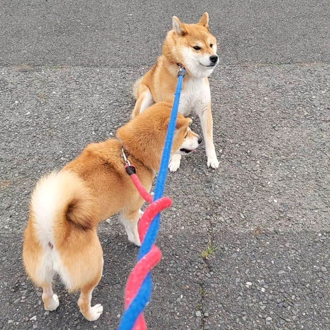 柴犬たま Shibainu Tamaさんのインスタグラム写真 - (柴犬たま Shibainu TamaInstagram)「動物病院 拒否柴🐶💥  そしてこちらも巻き巻きリード😅 ⠀⠀ Caption trans🇬🇧 She refuses to go to the veterinary clinic🐶💥 And here, too, the ropes are entangled😅 ⠀ #柴犬たま #たママ #たまーば #たま家族 #柴犬ミケ #ミケママ #動物病院 #狂犬病 #ワクチン接種 #仲良し親子 #イヤイヤさん集合 #イヤイヤさん #拒否柴 #病院嫌い #顔肉がじゃま #ヒコーキ耳 #三つ編み #多頭飼いあるある #ふわもこ #プリケツ #しっぽモフモフ #後頭部フェチ #愛らぶ後頭部 #柴犬 #shiba #shibainu #shibastagram #犬 #dog #多頭飼い」5月23日 17時51分 - tama7653