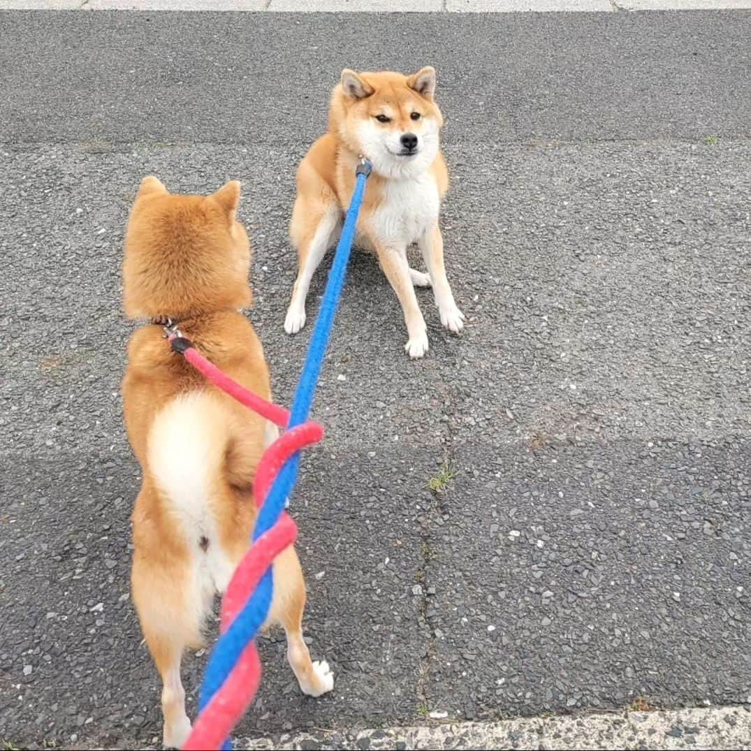 柴犬たま Shibainu Tamaさんのインスタグラム写真 - (柴犬たま Shibainu TamaInstagram)「動物病院 拒否柴🐶💥  そしてこちらも巻き巻きリード😅 ⠀⠀ Caption trans🇬🇧 She refuses to go to the veterinary clinic🐶💥 And here, too, the ropes are entangled😅 ⠀ #柴犬たま #たママ #たまーば #たま家族 #柴犬ミケ #ミケママ #動物病院 #狂犬病 #ワクチン接種 #仲良し親子 #イヤイヤさん集合 #イヤイヤさん #拒否柴 #病院嫌い #顔肉がじゃま #ヒコーキ耳 #三つ編み #多頭飼いあるある #ふわもこ #プリケツ #しっぽモフモフ #後頭部フェチ #愛らぶ後頭部 #柴犬 #shiba #shibainu #shibastagram #犬 #dog #多頭飼い」5月23日 17時51分 - tama7653