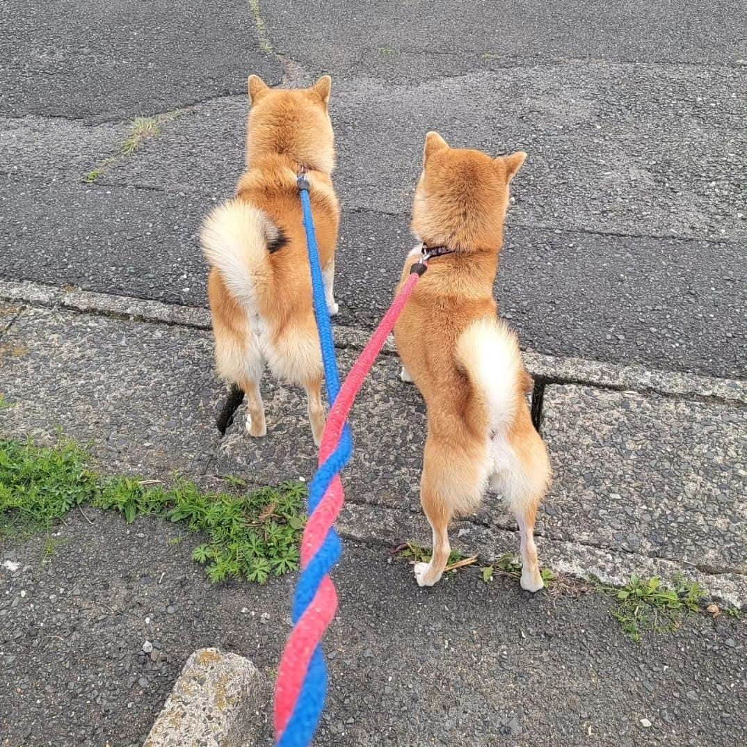 柴犬たま Shibainu Tamaさんのインスタグラム写真 - (柴犬たま Shibainu TamaInstagram)「動物病院 拒否柴🐶💥  そしてこちらも巻き巻きリード😅 ⠀⠀ Caption trans🇬🇧 She refuses to go to the veterinary clinic🐶💥 And here, too, the ropes are entangled😅 ⠀ #柴犬たま #たママ #たまーば #たま家族 #柴犬ミケ #ミケママ #動物病院 #狂犬病 #ワクチン接種 #仲良し親子 #イヤイヤさん集合 #イヤイヤさん #拒否柴 #病院嫌い #顔肉がじゃま #ヒコーキ耳 #三つ編み #多頭飼いあるある #ふわもこ #プリケツ #しっぽモフモフ #後頭部フェチ #愛らぶ後頭部 #柴犬 #shiba #shibainu #shibastagram #犬 #dog #多頭飼い」5月23日 17時51分 - tama7653