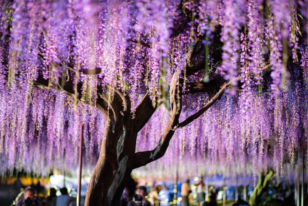 関西電力株式会社のインスタグラム：「＼花房のシャワー✨兵庫・白毫寺／ 本日は、兵庫・白毫寺の藤をパシャリ📸  毎年、見事な花を咲かせる白毫寺の「九尺ふじ」。 その名の通り、花穂の長い藤で、最も長いもので180cmを記録しているそうです😳  藤棚から無数に伸びる花房がシャワーのように垂れ下がる姿は、思わずため息が出てしまいます😮‍💨  みなさんオススメの関西のスポットがあれば、コメントで教えてください！  ※写真は過去に撮影したものです。  #関西電力　#灯りフォト部 #兵庫　#白毫寺　#藤　#お花畑　#自然 #日本の絶景　#日本の景色 #関西旅行　#関西観光　#兵庫旅行　#兵庫観光 #カメラ好きな人と繋がりたい　#写真好きな人と繋がりたい」