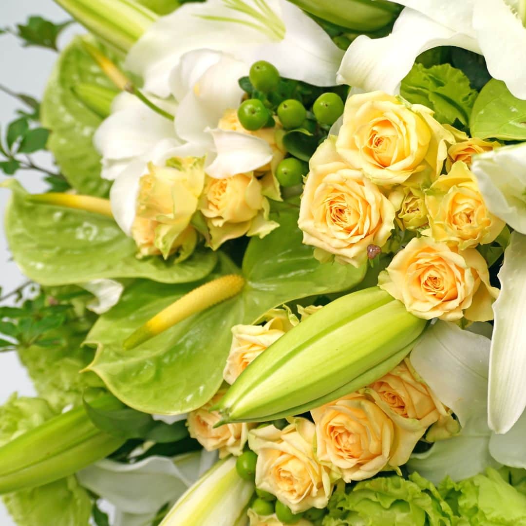AOYAMA_HANAMOさんのインスタグラム写真 - (AOYAMA_HANAMOInstagram)「涼しげな花々をエレガントに束ねて。 ・ 白い大輪ユリ・カサブランカと淡い黄色のスプレーバラに、淡いグリーンのトルコキキョウやアンスリウムなどを合わせたラウンドスタイルの花束。グリーンの実ものやドウダンツツジの枝葉をあしらって、清涼感あふれる印象に仕上げました。 ・ オリエンタルユリを代表する品種の“カサブランカ”。語源はスペイン語でカサ（家）・ブランカ（白い）である通り、大きな純白の花が特徴です。他のオリエンタルユリよりも少し横向き加減に咲く優美な姿や、強い芳香を持つことから「ユリの女王」とも言われます。 ・ 初夏から夏はユリが旬を迎える季節。皆さまもぜひお楽しみください。 ・ 商品名：花束＜サマーブリーズ＞ - - - #aoyamahanamo #青山花茂 #お花のある生活 #花が好きな人と繋がりたい #花を飾ろう #花のある暮らし #花のあるくらし #花のある日常 #癒しの花 #季節の花 #旬の花 #花とおうち時間 #花贈り #フラワーギフト #花の贈り物 #ユリ #カサブランカ #アンスリウム #ドウダンツツジ #満天星躑躅 #ヒペリカム #バラ #スプレーバラ #トルコキキョウ #リシアンサス #花束 #ブーケ #ナチュラルブーケ」5月23日 18時00分 - aoyama_hanamo