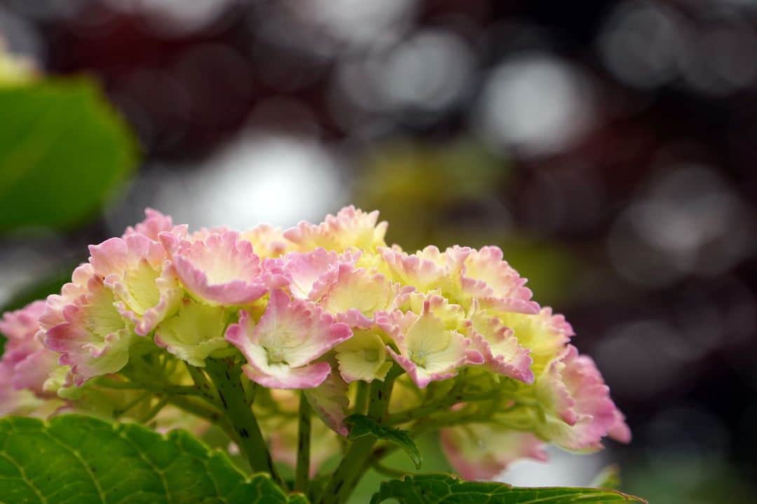 平塚市さんのインスタグラム写真 - (平塚市Instagram)「今年もアジサイのシーズンがやってきました。咲き始めのアジサイは色がやわらかい感じがしてとてもキレイです✨写真は河内川のアジサイです。6月初旬の満開に向け、花ひらき色づいていくアジサイをぜひお楽しみください💡  #手をつなぎたくなる街 #hiratsukagood #hiratsuka　#平塚 #kanagawaphotoclub #季節の花 #季節の花を楽しむ #あじさい　#紫陽花　#アジサイ #はなまっぷ #ザ花部 #花の写真館 #花のある暮らし #best_moments_flora　 #mst_flower #今日もお疲れ様でした #週末の過ごし方 #日々　#暮らし #instagramjapan　#igersjp　#japanphoto」5月23日 18時00分 - hiratsukagood