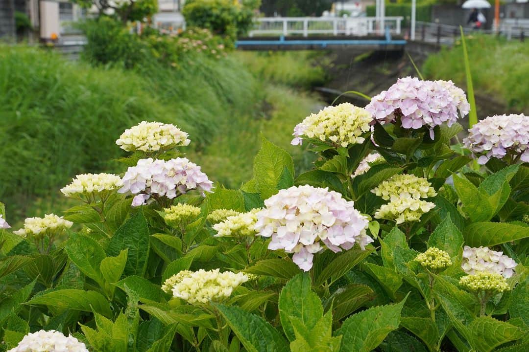 平塚市さんのインスタグラム写真 - (平塚市Instagram)「今年もアジサイのシーズンがやってきました。咲き始めのアジサイは色がやわらかい感じがしてとてもキレイです✨写真は河内川のアジサイです。6月初旬の満開に向け、花ひらき色づいていくアジサイをぜひお楽しみください💡  #手をつなぎたくなる街 #hiratsukagood #hiratsuka　#平塚 #kanagawaphotoclub #季節の花 #季節の花を楽しむ #あじさい　#紫陽花　#アジサイ #はなまっぷ #ザ花部 #花の写真館 #花のある暮らし #best_moments_flora　 #mst_flower #今日もお疲れ様でした #週末の過ごし方 #日々　#暮らし #instagramjapan　#igersjp　#japanphoto」5月23日 18時00分 - hiratsukagood