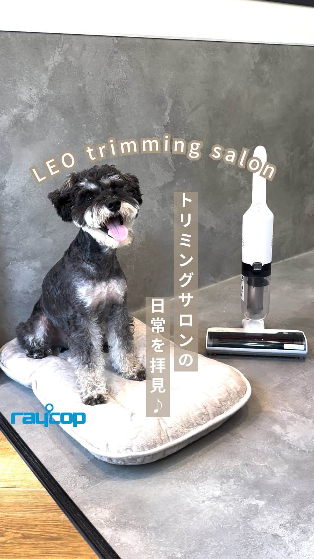 レイコップ・ジャパン株式会社のインスタグラム：「.  東麻布にある「LEO trimming salon」様にお邪魔させていただきました☺️  「NewStyle RAYCOP」は、取りにくいペットの毛まで 強力に絡めとるふとんクリーナー。  コードレスなので 場所を選ばずスイスイかけられます♪  Thanks*** @leo.trimming.salon  @leo.animal.clinic   ……………………………………………………  ▼詳しくはプロフィールリンクから @raycop_japan   ……………………………………………………  #レイコップ #raycop #ふとんクリーナー #布団クリーナー #uv除菌 #掃除グッズ #掃除道具 #掃除用品 #布団掃除機 #ダニ対策 #ハウスダスト #ハウスダスト対策 #ハウスダスト除去 #掃除機 #掃除機購入 #トリミングサロン #ペットの毛」