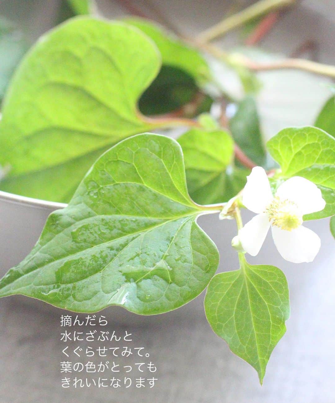 雑誌『花時間』さんのインスタグラム写真 - (雑誌『花時間』Instagram)「ドクダミのお花が咲いていますね。  花時間（@hanajikan_magazine）です。  つい先日までは、姿形もなかった場所にも、ニョキニョキと背を伸ばし、真珠のように真っ白な花びらを広げています。  匂いがね…と敬遠されている方もいらっしゃると思いますが、いけてみると、案外、かわいいんですよーー！と声を大にして言ってみたりして。  雑草とは、生えてほしくない場所に生える植物だと、先日、チコちゃんが言っていましたね（笑）  翻すと、ドクダミでも、かわいいね、と飾っちゃう人にとっては雑草ではないということ。  咲いてしばらくすると、花びらにシミが出てくるので、飾るなら、今のうち！  で、飾ったあとで気づいたことですが…ドクダミに、コリアンダー。ずいぶんとツウな香りの花たちを合わせてしまっていましたね😅  でも、見た目がかわいいから、いいんです（笑）  では、本日もお疲れさまでした🍵　明日も元気smile😊😊😊で頑張りましょう！ by ピーターパン  【花時間ニュース】 💜『花時間』から、花の定期便がスタートしました🥰　世界でここだけのバラと旬花が届く嬉しいサービスです💕  💜『花時間2023春夏』〈春のピンク！夏のブルー！〉大好評発売中！  💜『花と短歌でめぐる 二十四節気 花のこよみ』大好評発売中  すべて @hanajikan_magazine のプロフィールのリンクから飛べます✈️  『花時間』本誌や書籍は全国の書店、ネット書店でも発売中✨  #花時間 #フラワーアレンジ #野の花 #ドクダミ #どくだみ  #白い花 #花が好き #花が好きな人と繋がりたい #花を飾る #花を飾る生活 #花屋さんへ行こう」5月23日 18時35分 - hanajikan_magazine