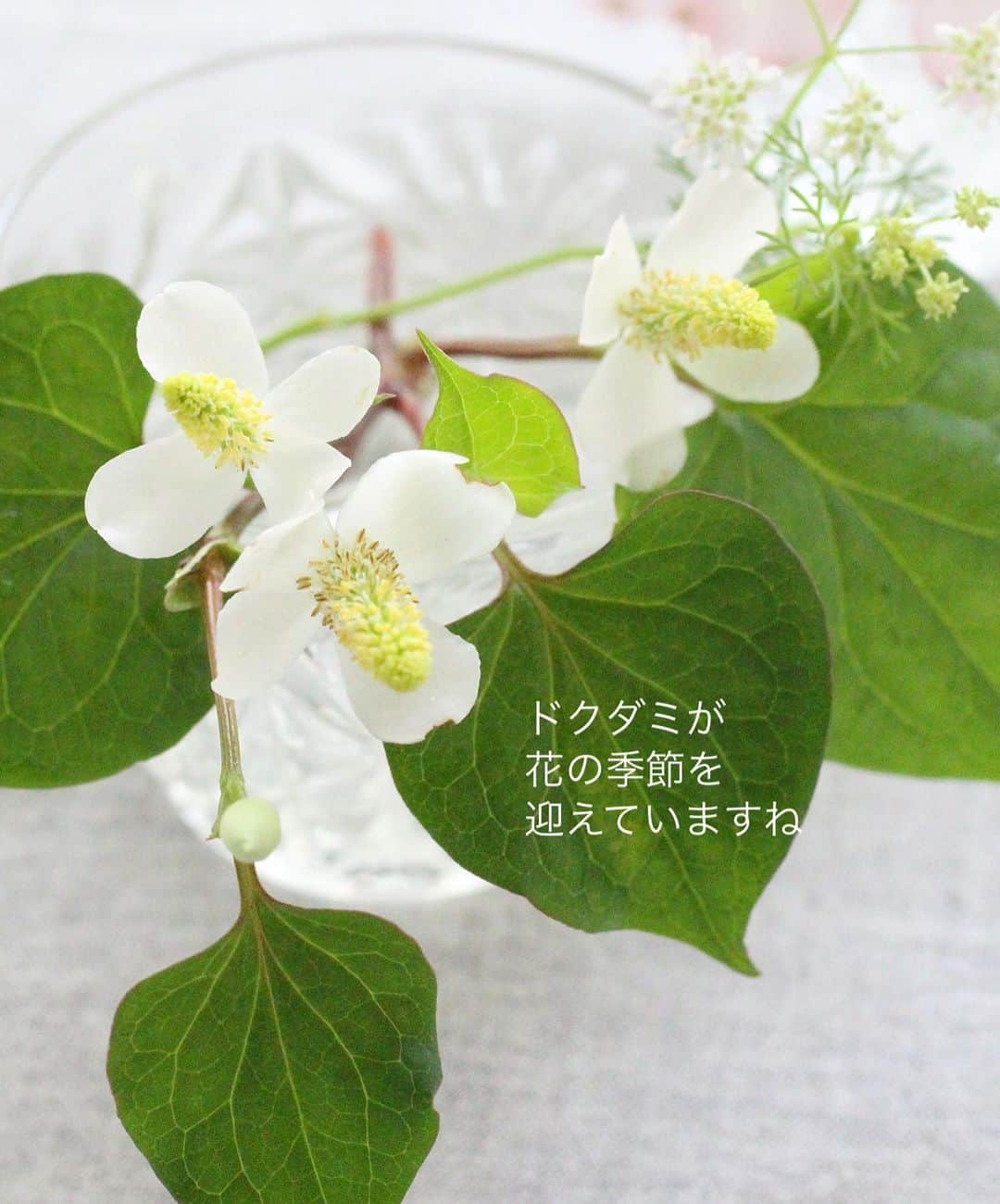 雑誌『花時間』さんのインスタグラム写真 - (雑誌『花時間』Instagram)「ドクダミのお花が咲いていますね。  花時間（@hanajikan_magazine）です。  つい先日までは、姿形もなかった場所にも、ニョキニョキと背を伸ばし、真珠のように真っ白な花びらを広げています。  匂いがね…と敬遠されている方もいらっしゃると思いますが、いけてみると、案外、かわいいんですよーー！と声を大にして言ってみたりして。  雑草とは、生えてほしくない場所に生える植物だと、先日、チコちゃんが言っていましたね（笑）  翻すと、ドクダミでも、かわいいね、と飾っちゃう人にとっては雑草ではないということ。  咲いてしばらくすると、花びらにシミが出てくるので、飾るなら、今のうち！  で、飾ったあとで気づいたことですが…ドクダミに、コリアンダー。ずいぶんとツウな香りの花たちを合わせてしまっていましたね😅  でも、見た目がかわいいから、いいんです（笑）  では、本日もお疲れさまでした🍵　明日も元気smile😊😊😊で頑張りましょう！ by ピーターパン  【花時間ニュース】 💜『花時間』から、花の定期便がスタートしました🥰　世界でここだけのバラと旬花が届く嬉しいサービスです💕  💜『花時間2023春夏』〈春のピンク！夏のブルー！〉大好評発売中！  💜『花と短歌でめぐる 二十四節気 花のこよみ』大好評発売中  すべて @hanajikan_magazine のプロフィールのリンクから飛べます✈️  『花時間』本誌や書籍は全国の書店、ネット書店でも発売中✨  #花時間 #フラワーアレンジ #野の花 #ドクダミ #どくだみ  #白い花 #花が好き #花が好きな人と繋がりたい #花を飾る #花を飾る生活 #花屋さんへ行こう」5月23日 18時35分 - hanajikan_magazine