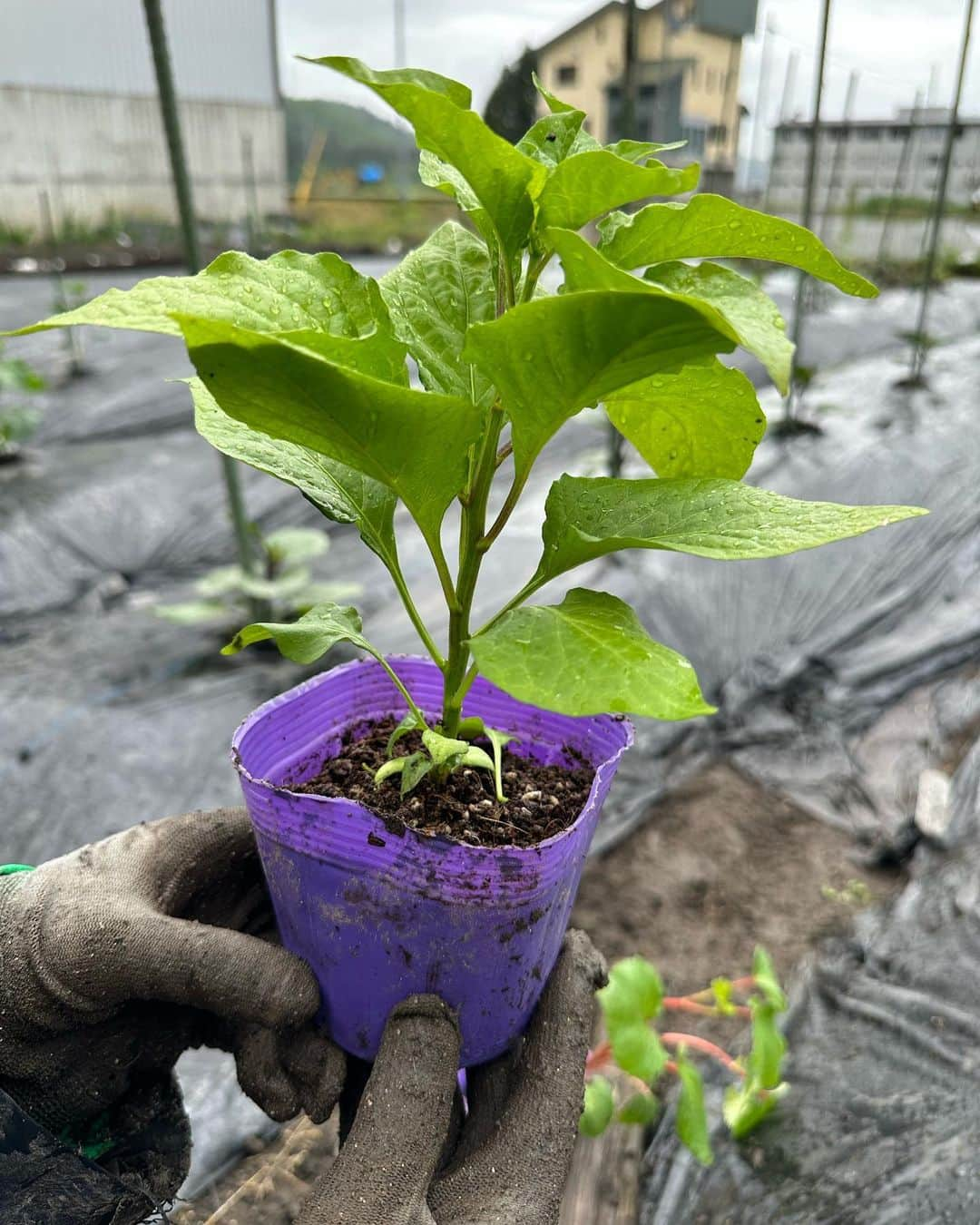 大桃美代子さんのインスタグラム写真 - (大桃美代子Instagram)「今日は何する、畑の日。  週末は田植えで田んぼにいましたが、  お米作りだけでなく、  今年は畑も少し挑戦する事に。  先日食べたトマトの「さとみ」が美味しくて、、、  苗をお取り寄せしました。  ベルグアースの苗です。 @bergearth_group  @fungarden_official   農業関係者なら「お！」っと、思われた方も。  農業で一部上場した企業で、  「農業に革命を起こす」ビジョンをお持ちです。  注目の企業なんですよ。  そこでは苗事業があり、  「さとみ」のハウスを見せていただき、  管理、栽培方法など、  いろいろ取材させていただきました。  で「さとみ」と言う品種、  ミディトマトのただ甘いだけでない、  爽やかな酸味のバランスが特徴。  美味しいの。  香りも良くて、食べながら深呼吸したくなる。  そうそう、  苗ってホームセンターで見かける方が多いと思いますが、  接木苗は強く育てやすいです。  ベルグアースさんの苗は、農家さんが育てやすいようにと改良され、  全国で人気の苗になっています。  日本一の接木苗の生産量ですから、  すでに栽培しているかも？  今回の苗は、こちら。  バラエティーに富んだ構成ですよ。  きゅうり３種、ナス４種、さとみ三本  オクラ、唐辛子も。  畝に分けて植えました。  元気に育ってほしい〜。  きゅうりとトマトは背が高くなるので、  アーチ型の支柱を作り（シバ）成長して緑のカーテンに。  ご近所のお兄様方にご指導いただきながら  作業しました。  初めての品種が多いので、  定点観測していきますので、  家庭菜園されている方、  情報をお待ちしています。  農繁期って体力勝負です。  皆様、お疲れが出ませんように。。。  どんなものができるのか？  楽しみです。  #農業#家庭菜園#ベルグアース#ファンガーデン#接木＃ナス#トマト#さとみ#きゅうり#野菜#スマート農業#手作業#楽しい#農業#農作業#夏野菜#diy#農業女優#農業女子#sdgs#新潟デュアルライフ#農業タレント#新潟食料農業大学 #」5月23日 18時39分 - miyoko_omomo