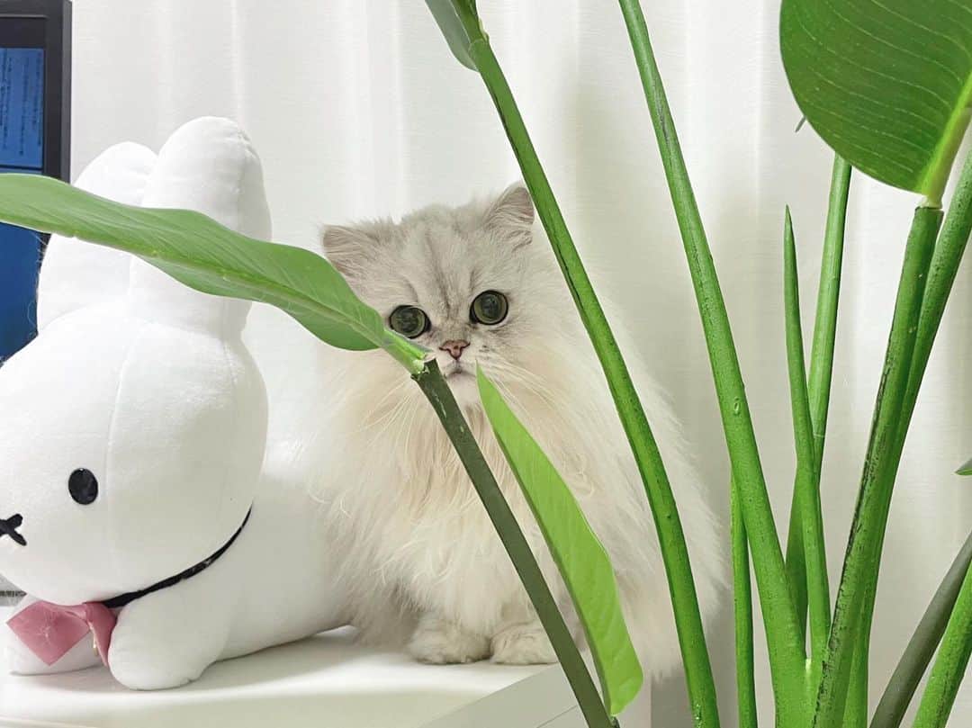 hanachan.officialのインスタグラム：「⠀  じーーーっ… 隙間からの視線…👁️🌿  ⠀ #はなちゃん  #視線を感じる #熱視線 #癒し #かわいい #チンチラシルバー #猫 #ねこのいる暮らし #ふわもこ部 #もふもふ #にゃんすたぐらむ #白い部屋  #フェイクグリーン #緑のある暮らし #ミッフィー #green #homedecor #lovecats #interior #beautifuleyes #cat #pet #chinchillacat #cute #animal #persiancat #kawaii #gato #고양이 #catlover」