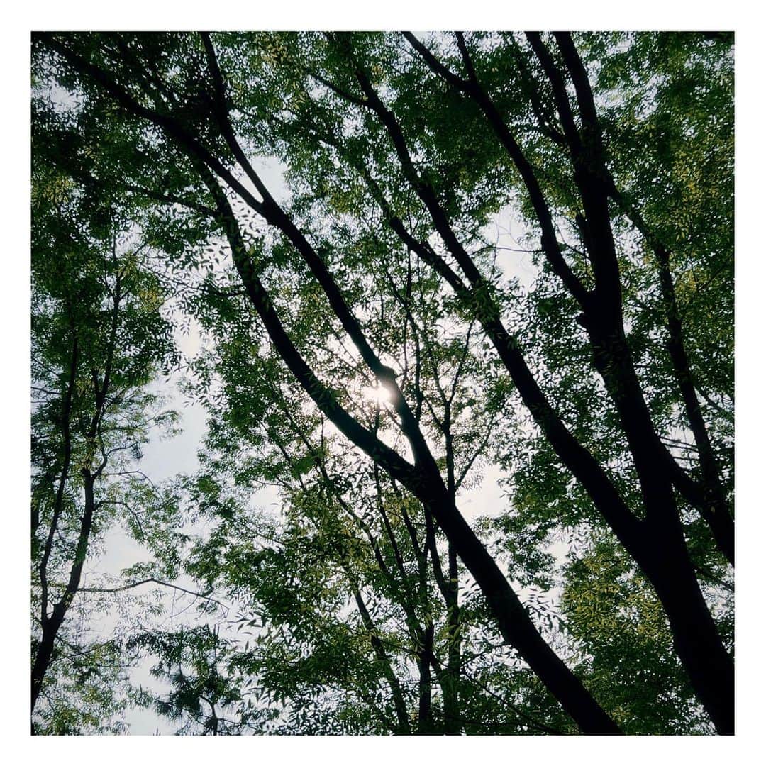 坂井翔さんのインスタグラム写真 - (坂井翔Instagram)「散歩の時に見上げた木漏れ日。  道のど真ん中でずっと突っ立ってたので不審者に思われました。  今日はレッスンだったのですが、雨でテンションが下がり気味な中、たくさん声を出すといった内容で、頭が少し痛くなりました。大声で雨雲を飛ばす勢いでした。  みなさんも一日お疲れ様でした🌲」5月23日 19時23分 - shiyou0606