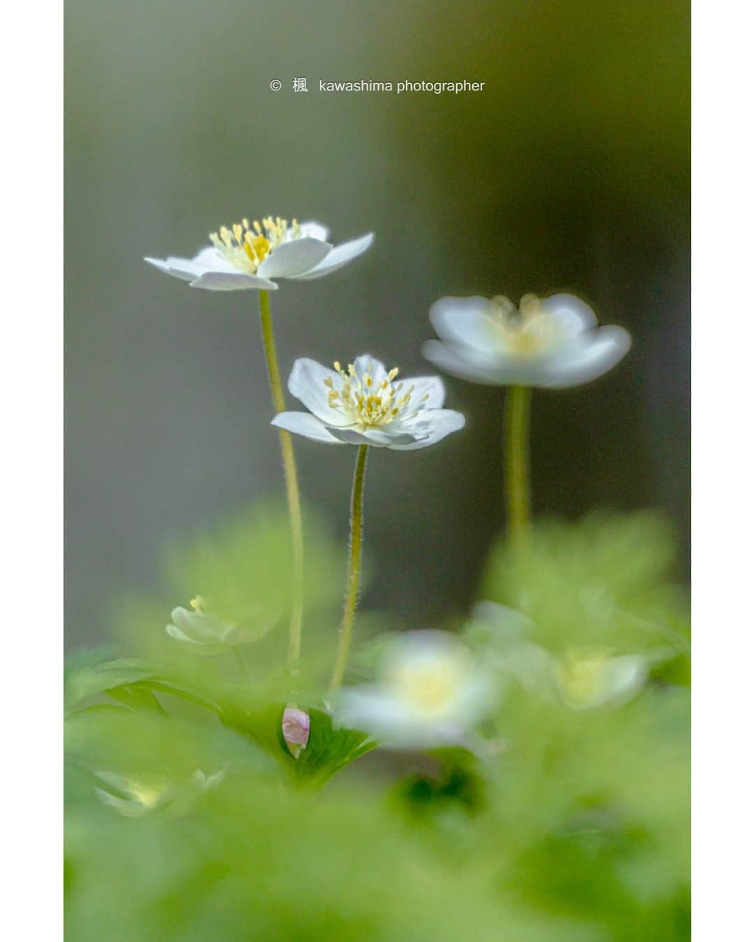 花の写真館のインスタグラム：「Photo by 川島吉政. . Original Post[投稿いただいたURL] https://www.facebook.com/photo.php?fbid=2668787956608546 . 本アカウントは、 #私の花の写真 をつけてInstagramに投稿された皆さまの花の写真や、「花の写真館」Facebookページで投稿された花の写真を紹介します。 「花の写真館」Facebookページは、「 @floral.photograph 」のプロフィールにあるURLからご覧ください。 . ※各種法令、マナー、関係者の指示に従った撮影をお願いします。 *Please ensure that your photography adheres to all relevant laws, etiquette, and instructions issued by authorized persons. ※本アカウントは東京カメラ部がFacebook、Instagramのサービスを利用して運営しているもので、Meta社・Instagramとは一切関係ありません。 . #花の写真館 #floralphotograph #floralphoto #flower #flowers Follow: @floral.photograph」