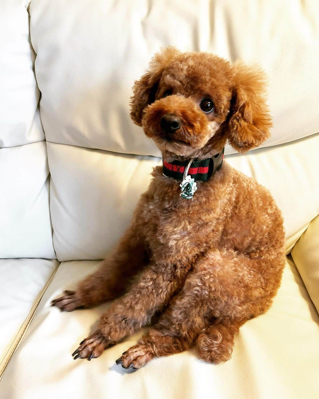 TAIYUのインスタグラム：「夏仕様になりましたよん！！🐕🐶☀️🌻🌴」