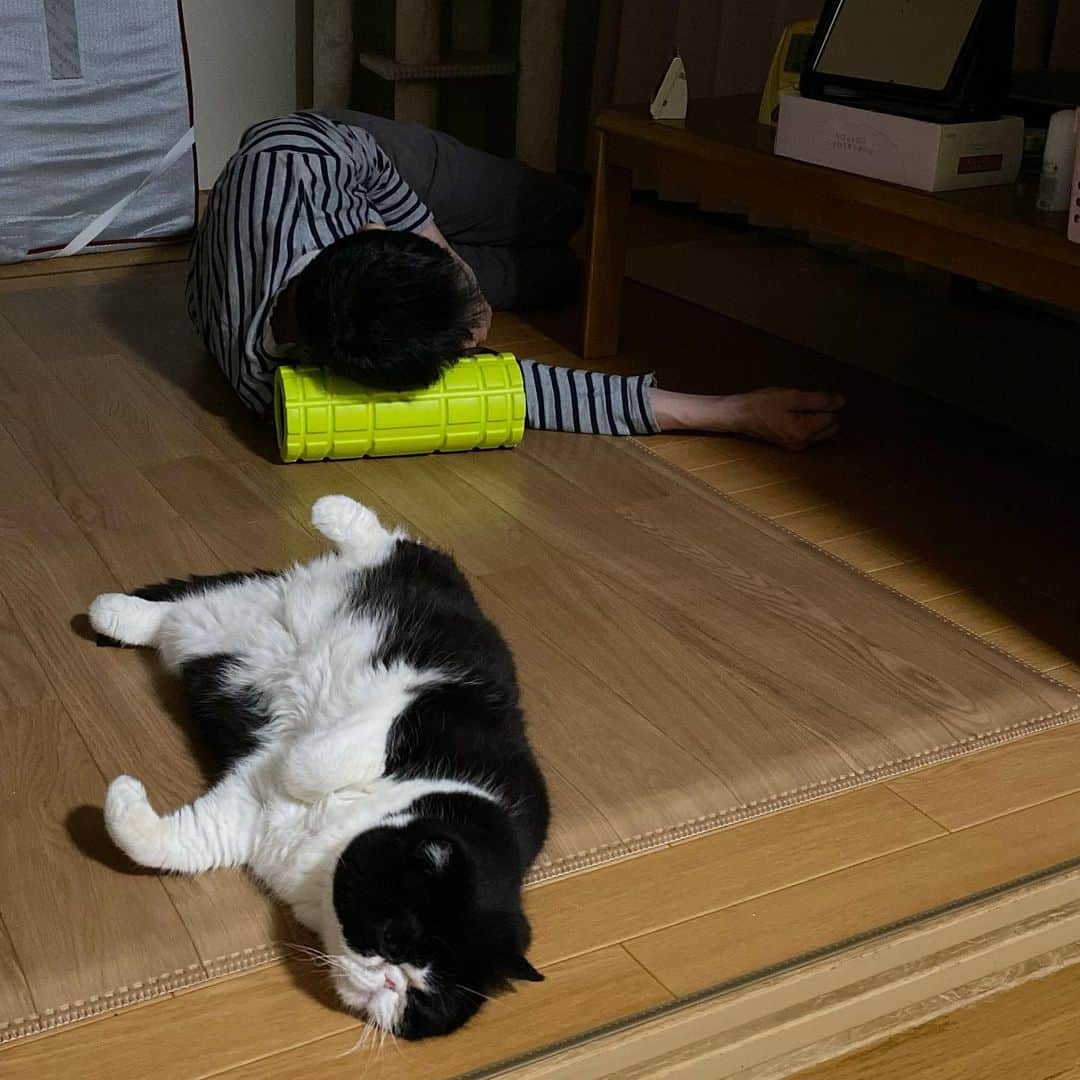 nemuru_catのインスタグラム：「#ルーク#眠る夫  振り返ったら寝てる💤 * #ねこ部#cat#cats#neko#猫#catsofinstagram#bestmeow#catlover#ふわもこ部#エキゾチックショートヘア#exoticshorthair#はちわれ」