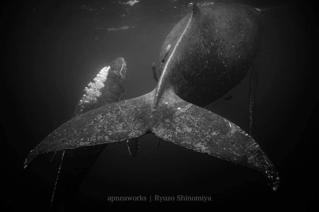 篠宮龍三のインスタグラム：「プリントオーダーありがとうございます。  こちらの作品は600×900mmサイズでのお求めをいただきました。  サイズ、お値段、お気軽にお問い合わせください。  写真集 HERITAGE  オンラインストアにて。 apneaworks.com/works/  #ザトウクジラ #クジラ #humpbackwhale #whale」