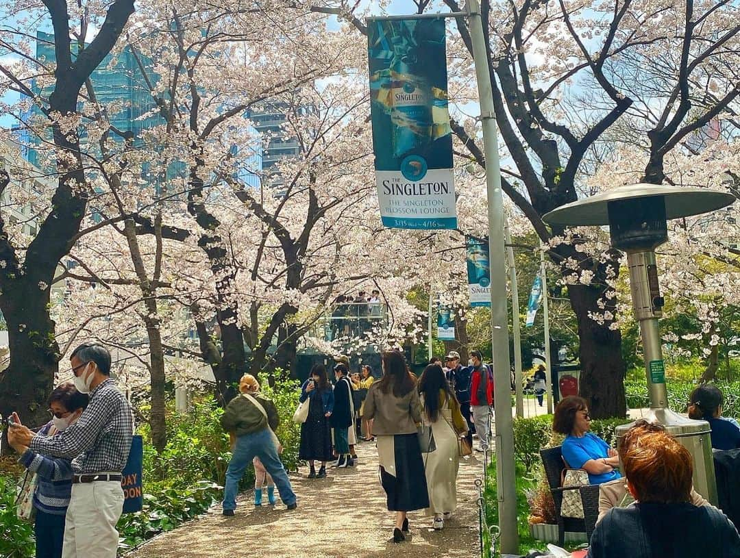 なつみさんのインスタグラム写真 - (なつみInstagram)「今更ながら🫢🌸 都内で1番お気に入りのお花見スポット🤍 都会で見る桜並木は、私にとってはとても新鮮でした🪄 これまでは関西の山や寺、城、公園が多かったから😂  この後はイタリアン🍽️行って2人で5人前ぐらい 食べて飲んでたくさん笑った😂💗 最高の1日でした💐  #ライブ配信#ライバー#八重歯#宅建士#宅建#宅地建物取引士#不動産営業#イギリス留学#バセドウ病#吃音症#過敏性腸症候群#🧢なつみ👻🍊#ファッション誌モデル#着物モデル#桜並木#六本木ミッドタウン#ブロッサムラウンジ#シングルトン#thesingletonblossomlounge #gravesdisease#stuttering」5月23日 19時55分 - natsumipeanuts