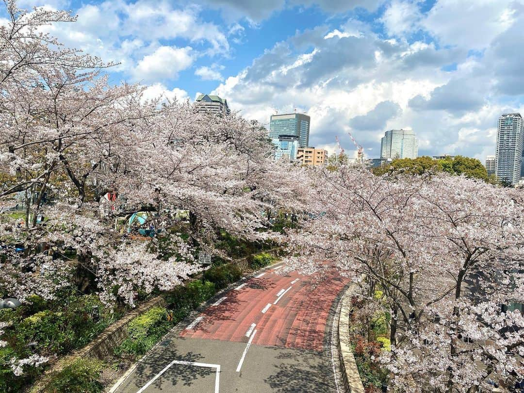 なつみさんのインスタグラム写真 - (なつみInstagram)「今更ながら🫢🌸 都内で1番お気に入りのお花見スポット🤍 都会で見る桜並木は、私にとってはとても新鮮でした🪄 これまでは関西の山や寺、城、公園が多かったから😂  この後はイタリアン🍽️行って2人で5人前ぐらい 食べて飲んでたくさん笑った😂💗 最高の1日でした💐  #ライブ配信#ライバー#八重歯#宅建士#宅建#宅地建物取引士#不動産営業#イギリス留学#バセドウ病#吃音症#過敏性腸症候群#🧢なつみ👻🍊#ファッション誌モデル#着物モデル#桜並木#六本木ミッドタウン#ブロッサムラウンジ#シングルトン#thesingletonblossomlounge #gravesdisease#stuttering」5月23日 19時55分 - natsumipeanuts