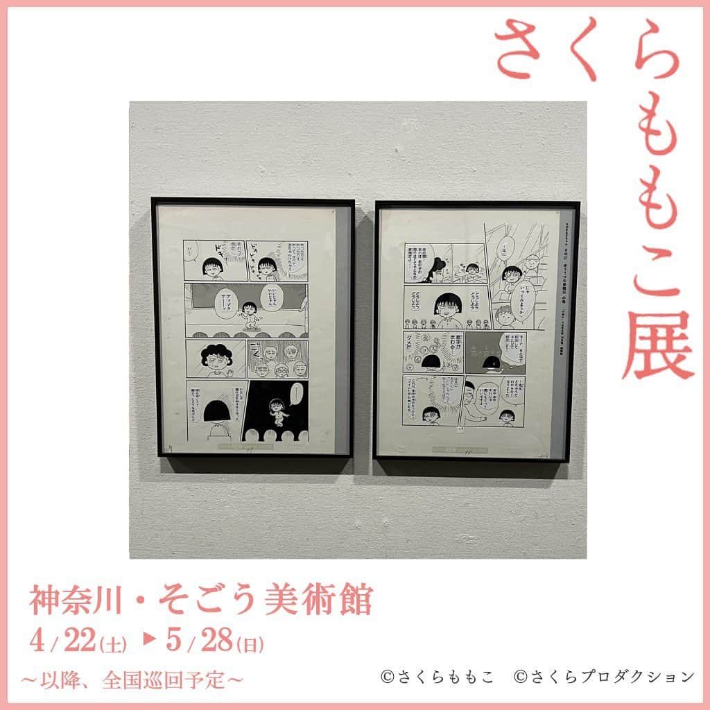 さくらももこスタッフのインスタグラム：「関東では初の開催となる、さくらももこ展_横浜🌸  『ちびまる子ちゃん』『COJI-COJI』『もものかんづめ』など、人気作品のカラー原画や直筆原稿など盛りだくさんの内容となっています✨ 会期は今週いっぱい5月28日(日)までとなります🐒  さくら先生の大好きだった5月の陽気を感じながら、さくらももこ展もぜひ楽しんでいただけると嬉しいです😊  #さくらももこ #ちびまる子ちゃん #コジコジ #まるコジ #漫画 #アニメ #イラスト #エッセイ #さくらももこ展 #横浜 #そごう美術館 #閉幕まであと6日」