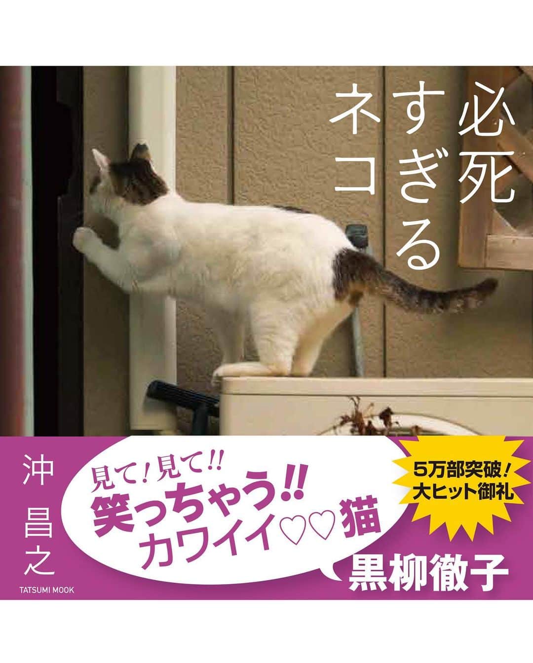 Masayukiさんのインスタグラム写真 - (MasayukiInstagram)「5万部突破の猫の写真集「必死すぎるネコ」 この本が ぼくにとってターニングポイントだったなぁ。 ネコよりもぼくのほうが必死だった気がする。 アートディレクター 山下リサさん、猫びよりの編集 ゆ。さん そして、帯には 糸井重里さん、黒柳徹子さんとそうそうたるメンバーに 助けていただいて できた1冊。  必死すぎるネコ（辰巳出版） ￥1,320 96ページ  #cat #ねこ #必死すぎるネコ」5月23日 20時16分 - okirakuoki