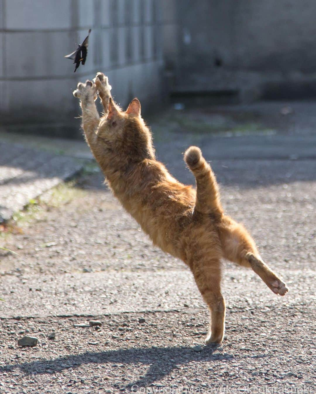 Masayukiさんのインスタグラム写真 - (MasayukiInstagram)「5万部突破の猫の写真集「必死すぎるネコ」 この本が ぼくにとってターニングポイントだったなぁ。 ネコよりもぼくのほうが必死だった気がする。 アートディレクター 山下リサさん、猫びよりの編集 ゆ。さん そして、帯には 糸井重里さん、黒柳徹子さんとそうそうたるメンバーに 助けていただいて できた1冊。  必死すぎるネコ（辰巳出版） ￥1,320 96ページ  #cat #ねこ #必死すぎるネコ」5月23日 20時16分 - okirakuoki