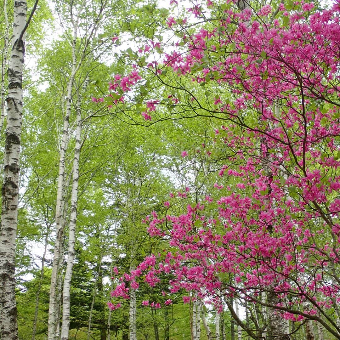 【公式】八ヶ岳高原ロッジ・八ヶ岳高原音楽堂さんのインスタグラム写真 - (【公式】八ヶ岳高原ロッジ・八ヶ岳高原音楽堂Instagram)「これからの季節に自然郷内でご覧いただける風景をご紹介する『自然郷 四季の散策』。  本日は、まさに今が見頃のトウゴクミツバツツジをご紹介します。  紫色のお花って、実は珍しいですよね。 スミレのほかになかなか思いつきません…  新緑の森の中に映える、今だけの景色をお楽しみください。  #自然郷四季の散策 #トウゴクミツバツツジ  #八ヶ岳 #高原 #山野草 #森林浴 #森の中 #お花 #お花好き #ツツジ #ツツジの花 #ツツジの季節 #高山植物 #お花大好き #お花が好き #お花が好きな人と繋がりたい #散策 #新緑 #森林セラピー #新緑の季節 #新緑が綺麗 #八ヶ岳高原 #散歩 #遊歩道 #白樺 #リゾート #リゾートホテル #四季を楽しむ」5月23日 20時26分 - yatsugatake_kogen_lodge