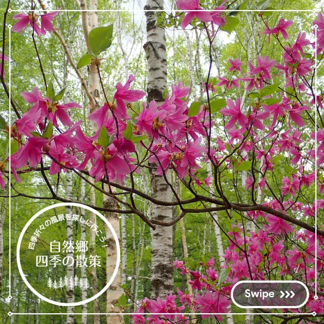 【公式】八ヶ岳高原ロッジ・八ヶ岳高原音楽堂さんのインスタグラム写真 - (【公式】八ヶ岳高原ロッジ・八ヶ岳高原音楽堂Instagram)「これからの季節に自然郷内でご覧いただける風景をご紹介する『自然郷 四季の散策』。  本日は、まさに今が見頃のトウゴクミツバツツジをご紹介します。  紫色のお花って、実は珍しいですよね。 スミレのほかになかなか思いつきません…  新緑の森の中に映える、今だけの景色をお楽しみください。  #自然郷四季の散策 #トウゴクミツバツツジ  #八ヶ岳 #高原 #山野草 #森林浴 #森の中 #お花 #お花好き #ツツジ #ツツジの花 #ツツジの季節 #高山植物 #お花大好き #お花が好き #お花が好きな人と繋がりたい #散策 #新緑 #森林セラピー #新緑の季節 #新緑が綺麗 #八ヶ岳高原 #散歩 #遊歩道 #白樺 #リゾート #リゾートホテル #四季を楽しむ」5月23日 20時26分 - yatsugatake_kogen_lodge