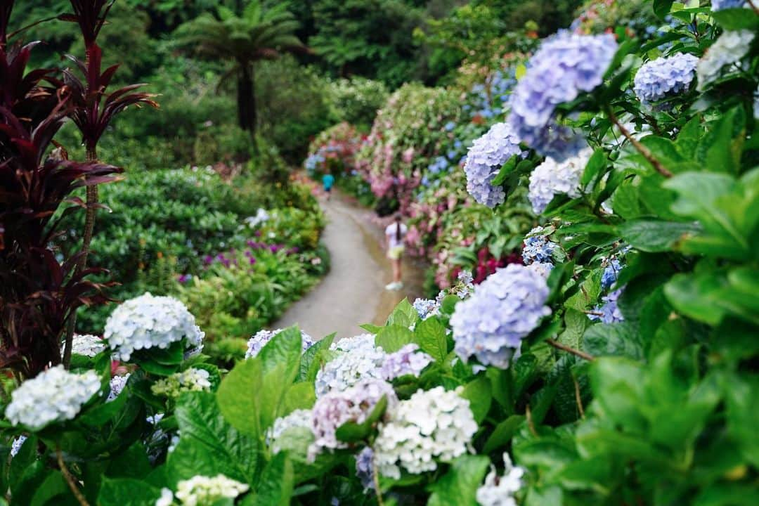 おきなわLikesさんのインスタグラム写真 - (おきなわLikesInstagram)「梅雨入りしましたが晴れの日が多い沖縄です☀️ ⁡ 今年は例年より14日も梅雨入りが遅かった沖縄。 梅雨入り宣言が発表されたとたんものすごい土砂降りの日がありましたが、それ以降はわりと晴れの日が多いこの頃です🏝️ ⁡ 梅雨入り宣言がどんな基準で発表されるのか調べてみたところ、 『前後一週間の天気予報を鑑みて、雨や曇りの日が多くなりそうなころを梅雨入りとする』 ということで、雨がどのくらい降ったらなどの具体的な基準はないんだそうです。 ⁡ 「今梅雨ですよ！」という事実を伝える宣言ではなくて、「比較的雨の多いシーズンに入りますから気をつけてね！」を伝えたい注意報的な意味を持つ宣言なんですね☔️💠 ⁡ 洗濯物に困るから、降るなら隔日くらいでお願いしたいなぁ😂笑 ⁡ ✜ 𖣯 ✜ 𖣯 ✜ 𖣯 ✜ 𖣯 ✜ 𖣯 ✜ 𖣯 ✜ 𖣯 ✜ 𖣯 ✜ ⁡ 沖縄のこと、「ちょっと好き」から「もっと好き」に。 ⁡ フォローしてね🌺 @okinawa_likes ⁡ ✜ 𖣯 ✜ 𖣯 ✜ 𖣯 ✜ 𖣯 ✜ 𖣯 ✜ 𖣯 ✜ 𖣯 ✜ 𖣯 ✜ #おきなわLikes #沖縄 #沖縄観光 #沖縄旅行 #沖縄好きな人とつながりたい #okinawa #梅雨入り #アジサイ #よへなあじさい園」5月23日 20時30分 - okinawa_likes