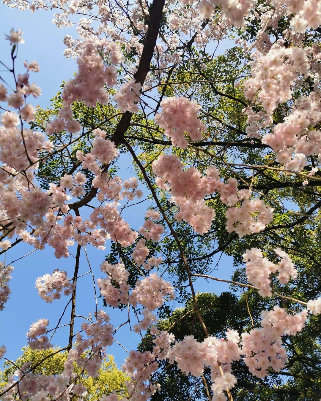 畠山優梨枝さんのインスタグラム写真 - (畠山優梨枝Instagram)「🐰京都の岡崎神社🐰 今年ぴったりのスポット✨ ウサギのおみくじもあってとっても可愛かったです♥️♥️ #京都#京都旅#京都旅行#岡崎神社#東天王岡崎神社#うさぎ#うさぎみくじ#kyoto#kyotojapan#ほろ酔い」5月24日 20時00分 - yurieyurieee