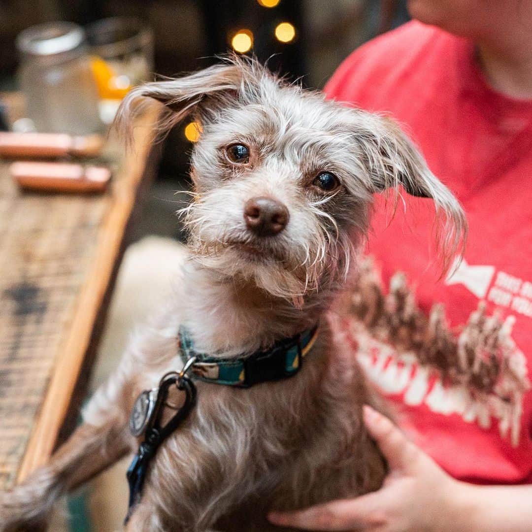 The Dogistさんのインスタグラム写真 - (The DogistInstagram)「Dogs from the @copperdogus #ad Pup Crawl! Thanks to all who came out for #NationalRescueDogDay! Featured here are: Leo, Ira, Minna (adoptable via @nycscr), Ava, Mogli, Charlie, Earl, & Lil Red.  Big thanks to Copper Dog Whisky (@copperdogus) for donating $20k to the participating charities @nycscr, @sthubertsanimal, @austinpetsalive, & @arrcolorado. Cheers to making a difference! 🥃」5月24日 2時14分 - thedogist