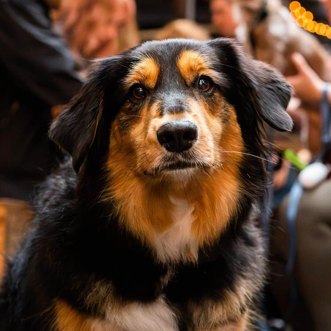 The Dogistさんのインスタグラム写真 - (The DogistInstagram)「Dogs from the @copperdogus #ad Pup Crawl! Thanks to all who came out for #NationalRescueDogDay! Featured here are: Leo, Ira, Minna (adoptable via @nycscr), Ava, Mogli, Charlie, Earl, & Lil Red.  Big thanks to Copper Dog Whisky (@copperdogus) for donating $20k to the participating charities @nycscr, @sthubertsanimal, @austinpetsalive, & @arrcolorado. Cheers to making a difference! 🥃」5月24日 2時14分 - thedogist