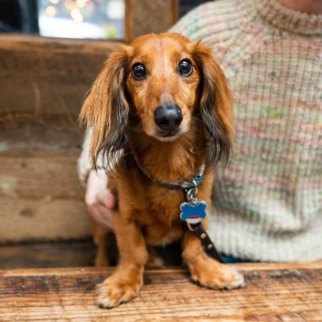 The Dogistさんのインスタグラム写真 - (The DogistInstagram)「Dogs from the @copperdogus #ad Pup Crawl! Thanks to all who came out for #NationalRescueDogDay! Featured here are: Leo, Ira, Minna (adoptable via @nycscr), Ava, Mogli, Charlie, Earl, & Lil Red.  Big thanks to Copper Dog Whisky (@copperdogus) for donating $20k to the participating charities @nycscr, @sthubertsanimal, @austinpetsalive, & @arrcolorado. Cheers to making a difference! 🥃」5月24日 2時14分 - thedogist