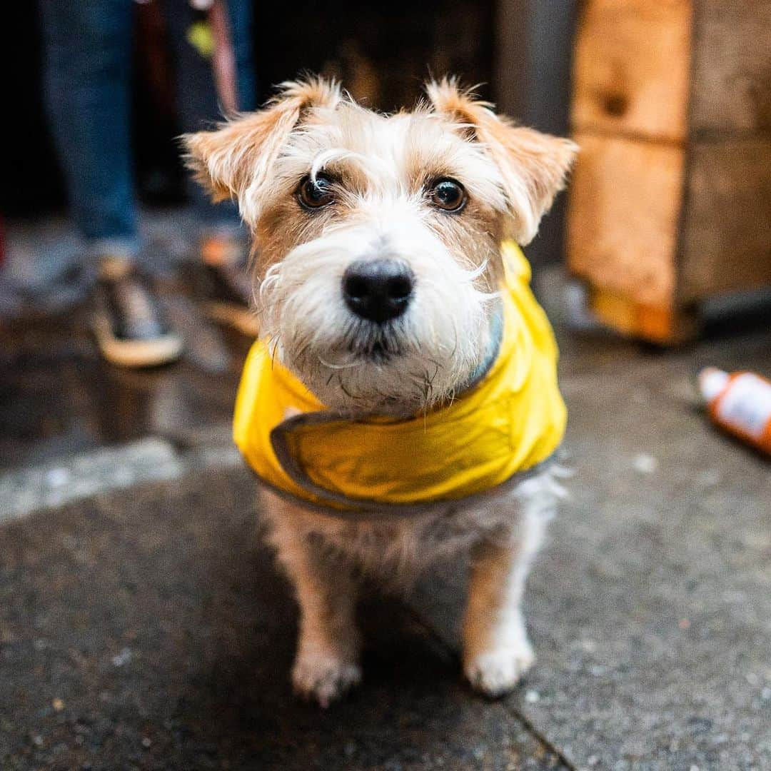 The Dogistさんのインスタグラム写真 - (The DogistInstagram)「Dogs from the @copperdogus #ad Pup Crawl! Thanks to all who came out for #NationalRescueDogDay! Featured here are: Leo, Ira, Minna (adoptable via @nycscr), Ava, Mogli, Charlie, Earl, & Lil Red.  Big thanks to Copper Dog Whisky (@copperdogus) for donating $20k to the participating charities @nycscr, @sthubertsanimal, @austinpetsalive, & @arrcolorado. Cheers to making a difference! 🥃」5月24日 2時14分 - thedogist